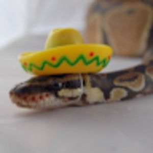 Meet your Posher, Raffy